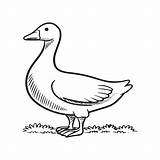 Premium Vector  Goose Coloring Pages Bird Outline For coloring Book sketch template
