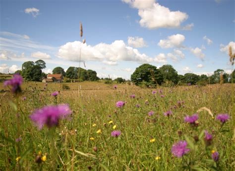 Wildlife | Somerset Wildlife Trust