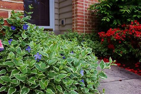 Vinca major 'Variegata' (1) | Sloped garden, Landscaping plants, Plants