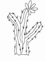 Cactus coloring pages sketch template