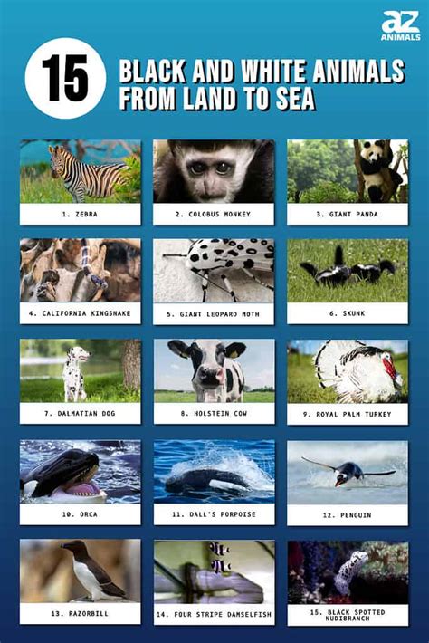 15 Black And White Animals (Complete List From Land To Sea) - A-Z Animals