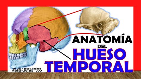 🥇 HUESO TEMPORAL, Anatomía. Fácil, Rápido y Sencillo - YouTube