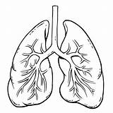 Oxygen Lungs Colouring Pages Sketch Coloring Page sketch template