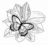 Butterfly Coloring Pages sketch template