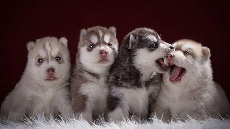 Baby Husky Wallpapers - Top Free Baby Husky Backgrounds - WallpaperAccess