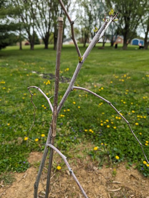 Jujube Tree pruning question : r/BackyardOrchard