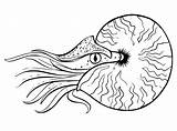 Nautilus Coloring Pages  Free Printable For Kids sketch template