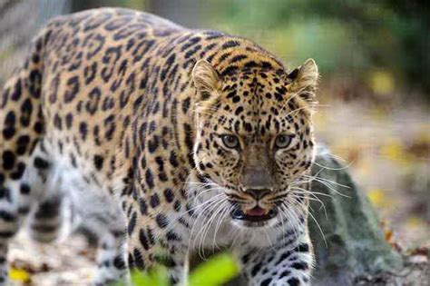 Amur Leopard Facts - Diet, Habitat, Why they are Endangered