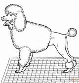 Coloring Pages Of Poodles  Home sketch template