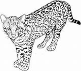 Leopard Is Standing coloring Page  Download Print Or Color Online For sketch template