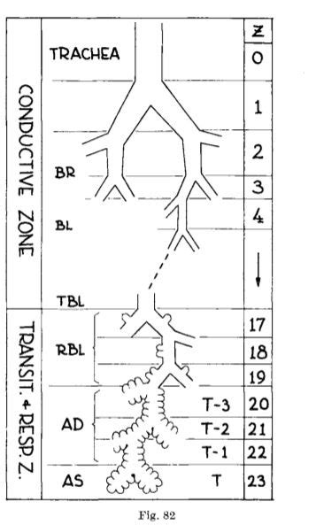 Structure and function of the lower airways | Deranged Physiology