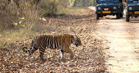 Kanha National park - Wish Bone India