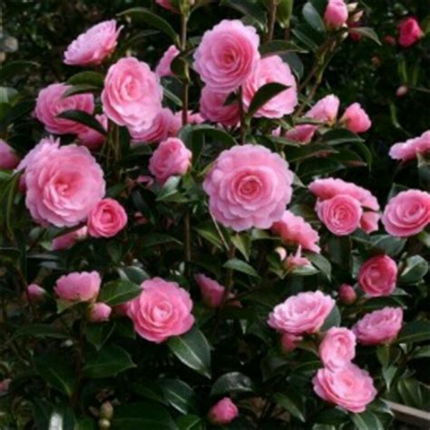 Jual tanaman bunga camelia pink di lapak SUSANTIES GARDEN dsoesanties