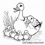 Duck Coloring Pages  Free & Printable sketch template