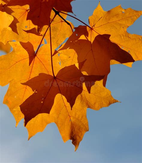 Maple Leaves stock image. Image of orange, turning, yellow - 318431