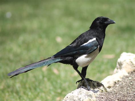 Magpie - Spirit Animal Totems and Messages