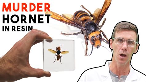 Murder Hornet Insect Resin Casting | How To - YouTube