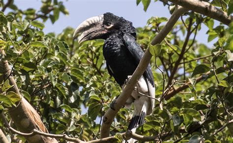 Uganda: 4,000 Hectares of Forest Cover Restored - Uganda Wildlife Authority - allAfrica.com