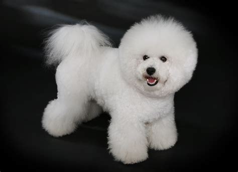 Bichon Frise - Puppies, Rescue, Pictures, Information, Temperament, Characteristics | Animals Breeds