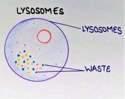 LYSOSOMES, VACUOLES AND MICROBODIES? - The Virtual Notebook