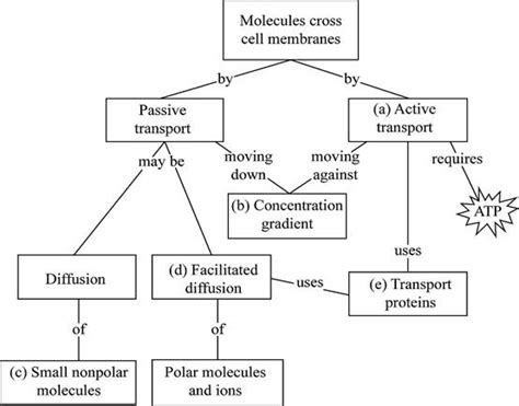 Fill in the following concept map to review the processes by which molecules move across ...