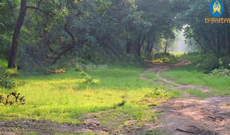 Tadoba National park - Information Timings, Entry fees, Online Booking