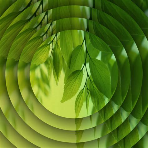Concentric Green Leaves Free Stock Photo - Public Domain Pictures
