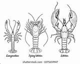 Graphic Crustaceans Collection Seafood Menu Sea Stock Vector Royalty  sketch template