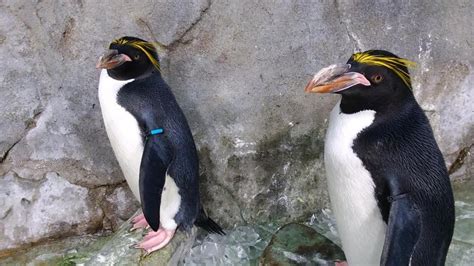 Tennessee Aquarium penguins: Fun fact of the day! | WKRN News 2