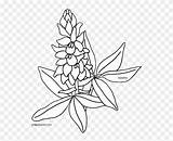 Bluebonnet Coloring Page sketch template