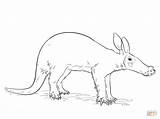 Aardvark coloring page  Free Printable Coloring Pages sketch template