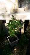 Outdoor plant Fetrilize? - Cannabis Cultivation - Growery Message Board
