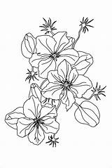 Premium Vector  Liana Of Climatis Flowers In Doodle Style coloring sketch template