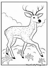 25 Free Printable Deer Coloring Pages For Kids  Blitsy sketch template