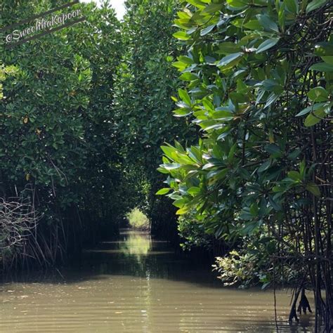 Pichavaram Mangroves (Pondicherry)- Majestic, Mystical and Magical ...