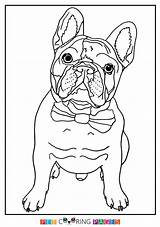 Coloring Pages Of French Bulldog sketch template