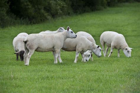 Sheep Marts - Hogget ewes to the fore as prices reach €206/head ...