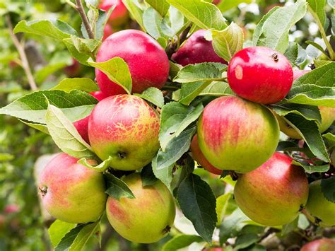 How To Plant And Grow Apple Trees From Seeds at Melinda Gray blog