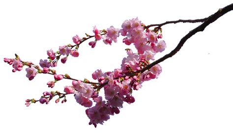 Download Cherry Blossom Image HQ PNG Image | FreePNGImg