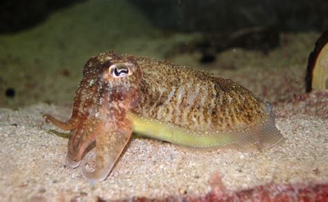 Cuttlefish - Ocean Animals