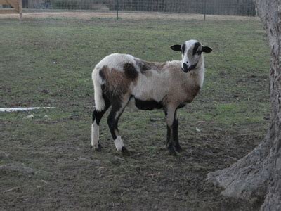 Darling - Still Willow Painted Desert Sheep