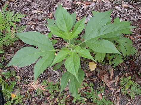 Ambrosia trifida (Giant Ragweed): Minnesota Wildflowers