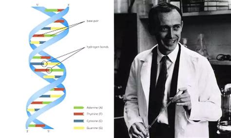 Today in History...DNA structure discovered