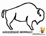 Coloring Pages Buffalo  Home sketch template