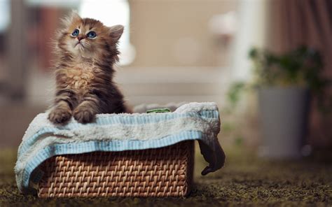 Kitten Basket wallpaper | 2560x1600 | #13519