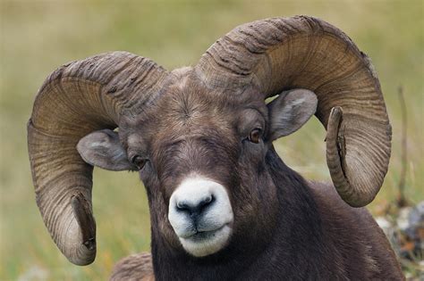 Ram Sheep With Horns | Images and Photos finder