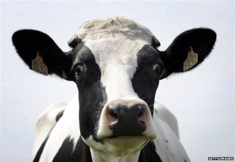 Cow researchers find meanings behind moos - BBC News