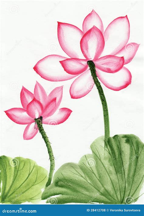 Watercolor Painting Of Pink Lotus Flower Royalty Free Stock Photos ...