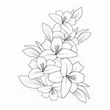 Lily Floral Arrangements Coloring Pages sketch template