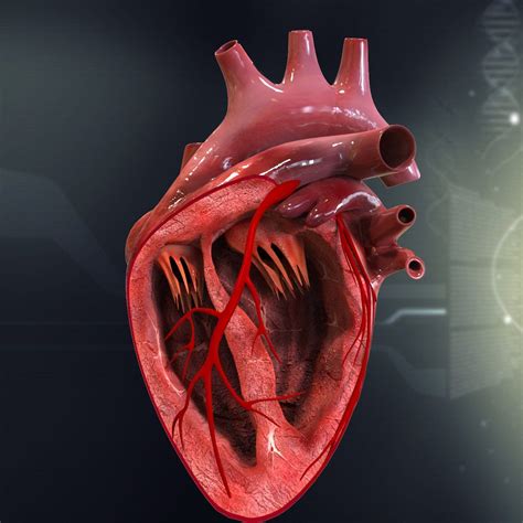 Human Heart Cutaway Anatomy | Menschliches herz, 3d models, Zeichnungen